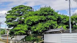 突然『夏』